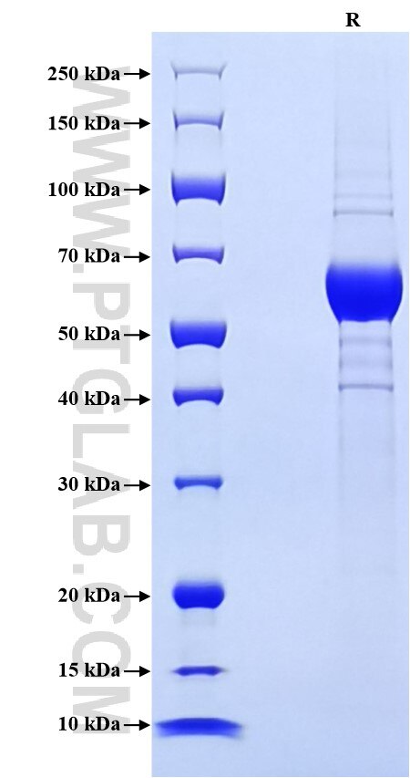 Purity of Recombinant Human KIR2DL4 was determined by SDS-PAGE. The protein was resolved in an SDS-PAGE in reducing (R) conditions and stained using Coomassie blue.