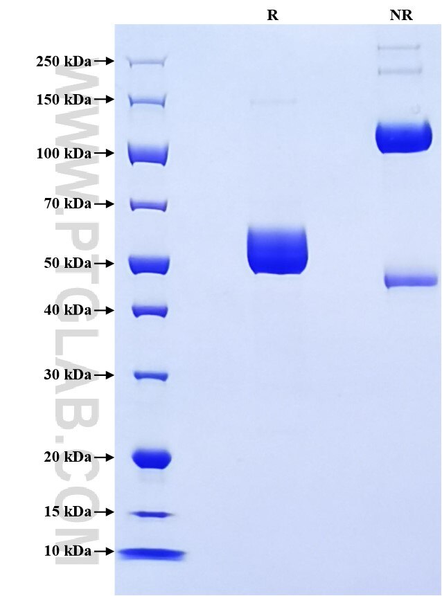 Purity of Recombinant Human BTN3A1 was determined by SDS-PAGE. The protein was resolved in an SDS-PAGE in reducing (R) and non-reducing (NR) conditions and stained using Coomassie blue.