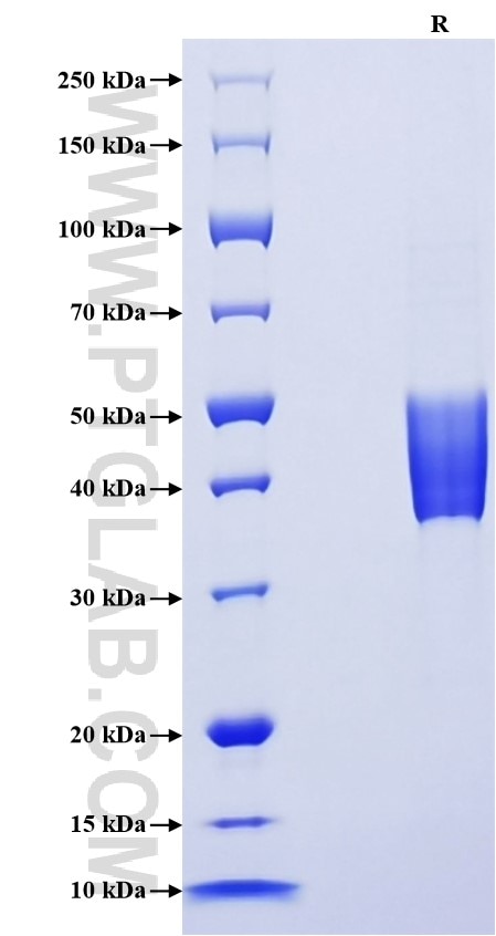 Purity of Recombinant Human CD268 was determined by SDS-PAGE. The protein was resolved in an SDS-PAGE in reducing (R) conditions and stained using Coomassie blue.