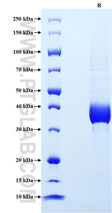 Purity of Recombinant Mouse IGF-1 was determined by SDS-PAGE. The protein was resolved in an SDS-PAGE in reducing (R) conditions and stained using Coomassie blue.