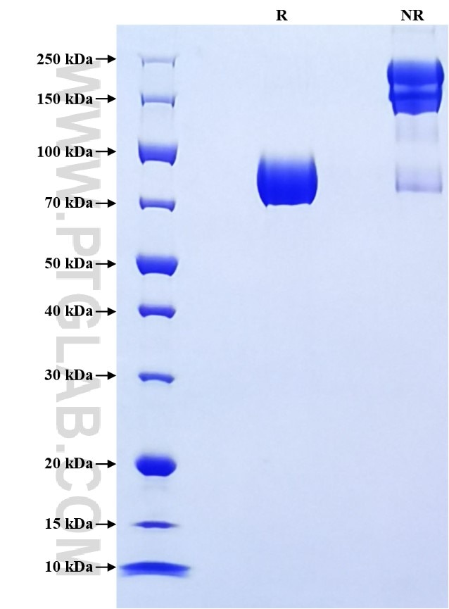 Purity of Recombinant Human CD98 was determined by SDS-PAGE. The protein was resolved in an SDS-PAGE in reducing (R) and non-reducing (NR) conditions and stained using Coomassie blue.