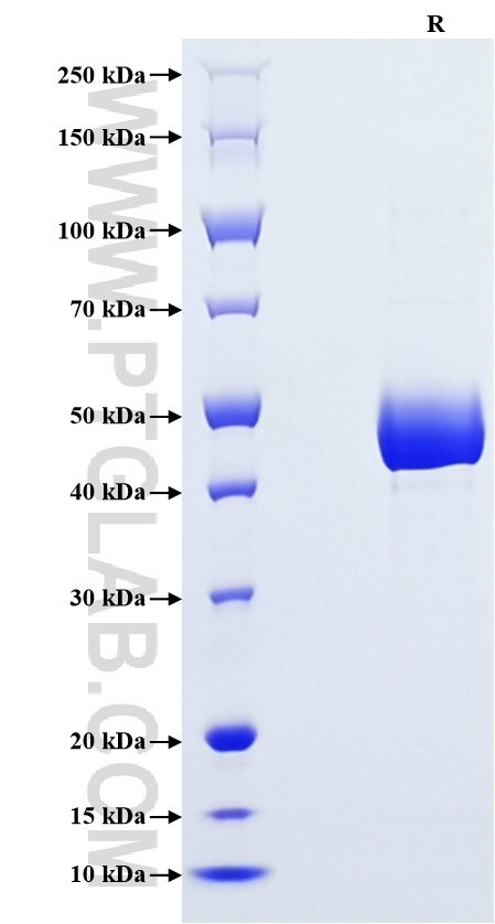 Purity of Recombinant Human BAFF was determined by SDS-PAGE. The protein was resolved in an SDS-PAGE in reducing (R) conditions and stained using Coomassie blue.