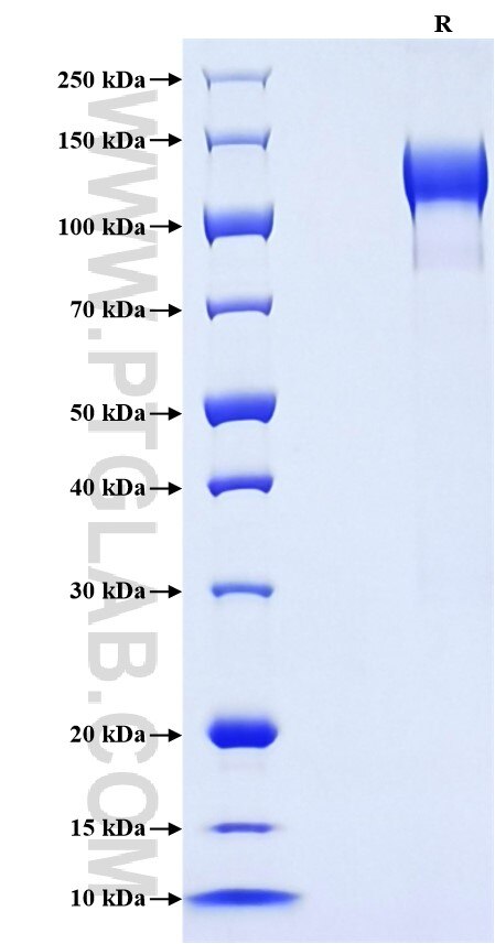 Purity of Recombinant Human Semaphorin 4D was determined by SDS-PAGE. The protein was resolved in an SDS-PAGE in reducing (R) conditions and stained using Coomassie blue.