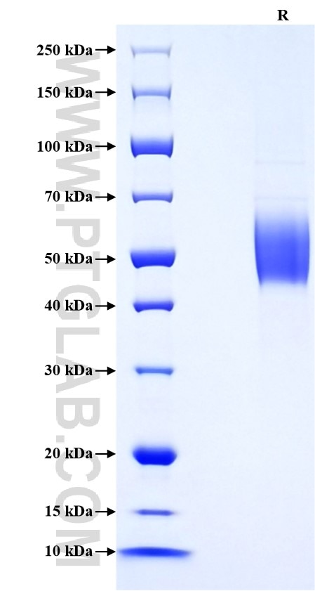 Purity of Recombinant Human KLRG1 was determined by SDS-PAGE. The protein was resolved in an SDS-PAGE in reducing (R) conditions and stained using Coomassie blue.