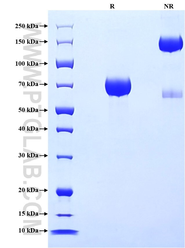 Purity of Recombinant Mouse CD64 was determined by SDS-PAGE. The protein was resolved in an SDS-PAGE in reducing (R) and non-reducing (NR) conditions and stained using Coomassie blue.