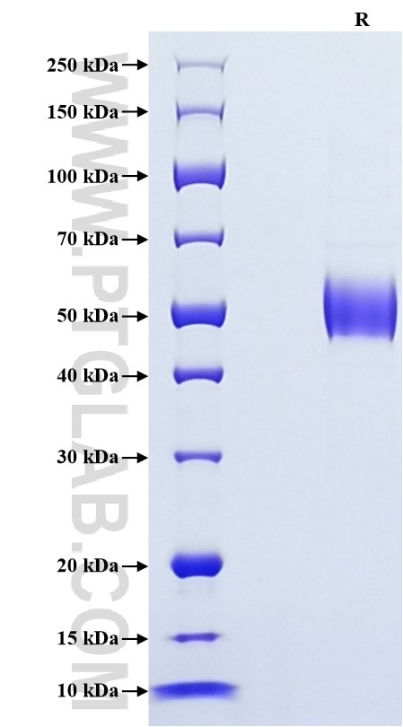 Purity of Recombinant Mouse CD79B was determined by SDS-PAGE. The protein was resolved in an SDS-PAGE in reducing (R) conditions and stained using Coomassie blue.
