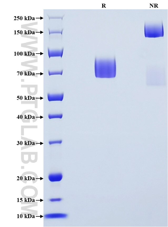 Purity of Recombinant Mouse CD55 was determined by SDS-PAGE. The protein was resolved in an SDS-PAGE in reducing (R) and non-reducing (NR) conditions and stained using Coomassie blue.