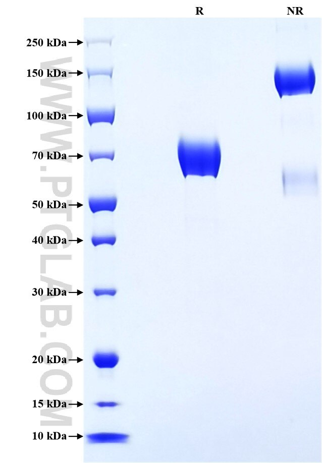 Purity of Recombinant Human CD33 was determined by SDS-PAGE. The protein was resolved in an SDS-PAGE in reducing (R) and non-reducing (NR) conditions and stained using Coomassie blue.