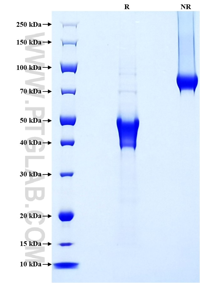 Purity of Recombinant Human CD3 epsilon was determined by SDS-PAGE. The protein was resolved in an SDS-PAGE in reducing (R) and non-reducing (NR) conditions and stained using Coomassie blue.