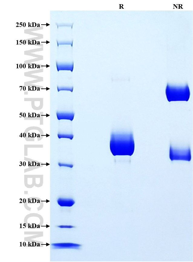 Purity of Recombinant Mouse CCL3 was determined by SDS-PAGE. The protein was resolved in an SDS-PAGE in reducing (R) and non-reducing (NR) conditions and stained using Coomassie blue.