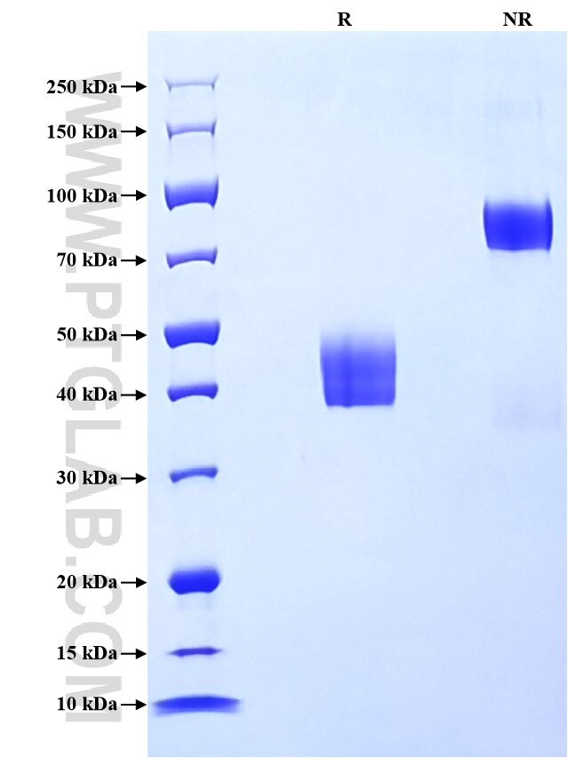 Purity of Recombinant Human CD53 was determined by SDS-PAGE. The protein was resolved in an SDS-PAGE in reducing (R) and non-reducing (NR) conditions and stained using Coomassie blue.