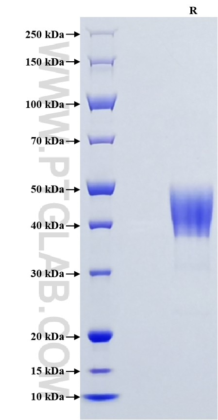 Purity of Recombinant Human C5AR1 was determined by SDS-PAGE. The protein was resolved in an SDS-PAGE in reducing (R) conditions and stained using Coomassie blue.