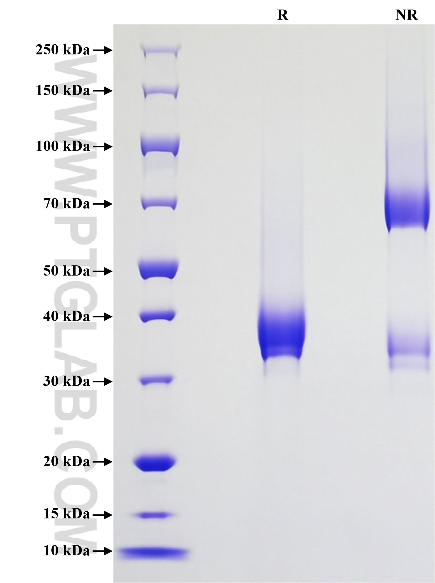 Purity of Recombinant Mouse CXCR2 was determined by SDS-PAGE. The protein was resolved in an SDS-PAGE in reducing (R) and non-reducing (NR) conditions and stained using Coomassie blue.