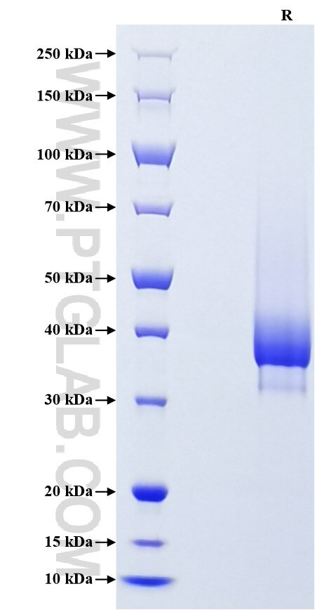 Purity of Recombinant Mouse CXCR4 was determined by SDS-PAGE. The protein was resolved in an SDS-PAGE in reducing (R) conditions and stained using Coomassie blue.