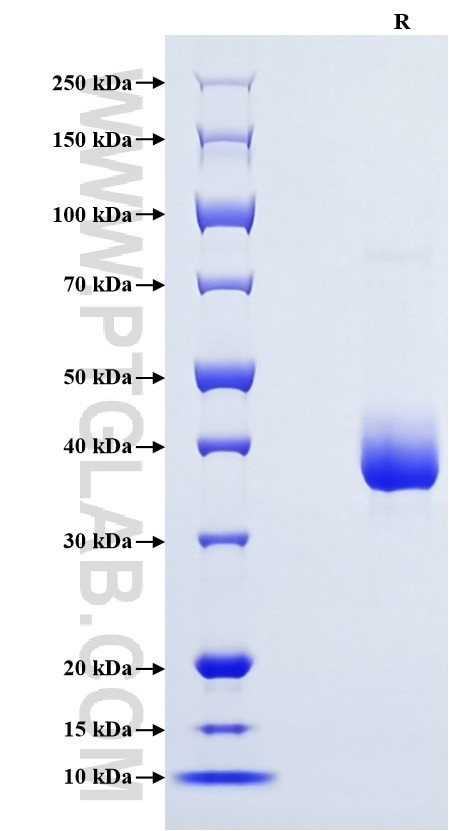 Purity of Recombinant Human OXT was determined by SDS-PAGE. The protein was resolved in an SDS-PAGE in reducing (R) conditions and stained using Coomassie blue.