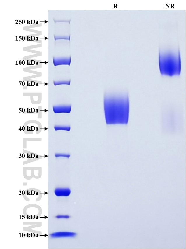 Purity of Recombinant Human TSPAN7 was determined by SDS-PAGE. The protein was resolved in an SDS-PAGE in reducing (R) and non-reducing (NR) conditions and stained using Coomassie blue.