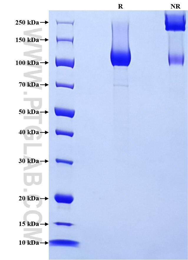 Purity of Recombinant Human Neuropilin-1 was determined by SDS-PAGE. The protein was resolved in an SDS-PAGE in reducing (R) and non-reducing (NR) conditions and stained using Coomassie blue.