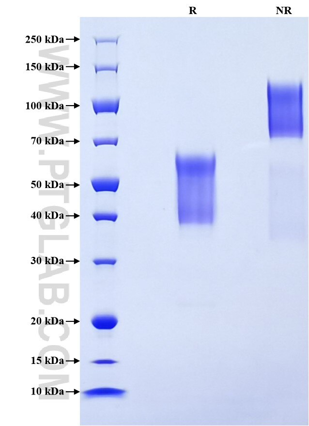 Purity of Recombinant Human Glycophorin A was determined by SDS-PAGE. The protein was resolved in an SDS-PAGE in reducing (R) and non-reducing (NR) conditions and stained using Coomassie blue.