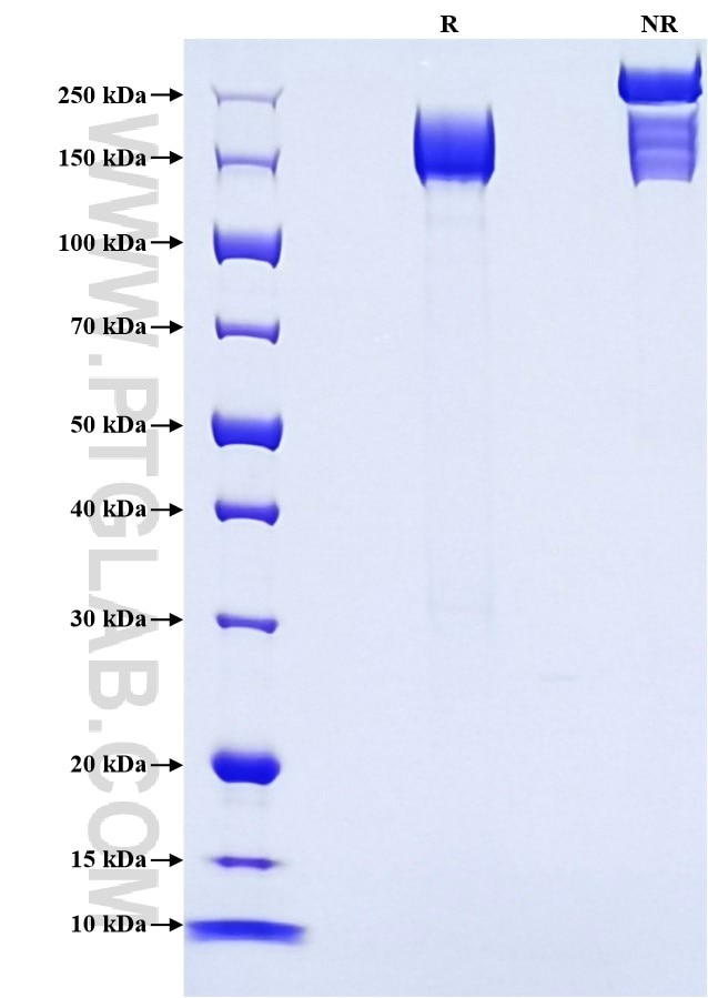 Purity of Recombinant Human CD206 was determined by SDS-PAGE. The protein was resolved in an SDS-PAGE in reducing (R) and non-reducing (NR) conditions and stained using Coomassie blue.