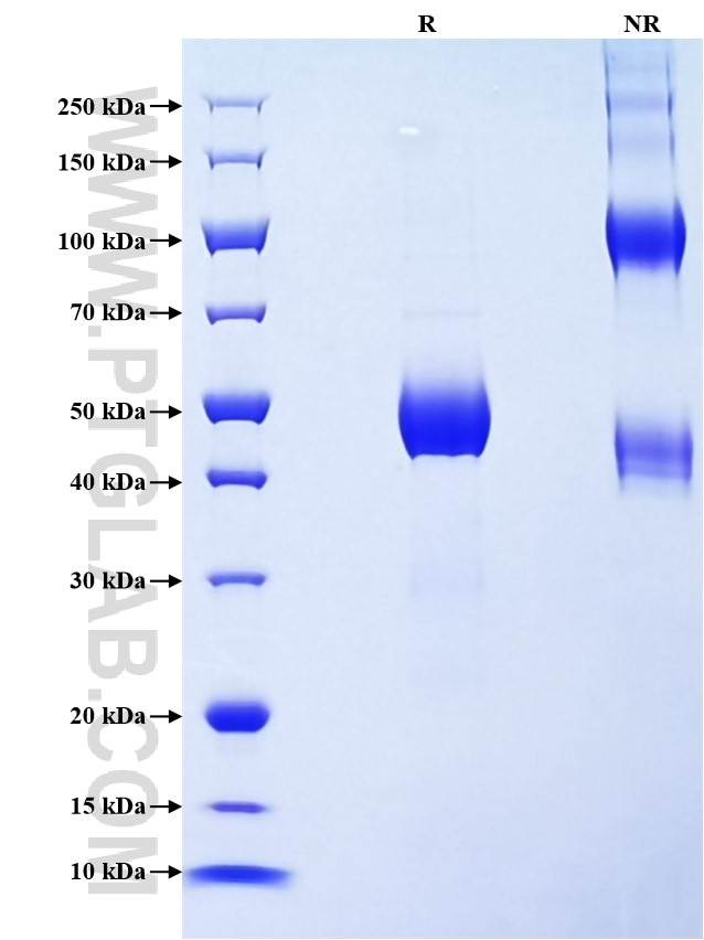 Purity of Recombinant Mouse TCB1 was determined by SDS-PAGE. The protein was resolved in an SDS-PAGE in reducing (R) and non-reducing (NR) conditions and stained using Coomassie blue.