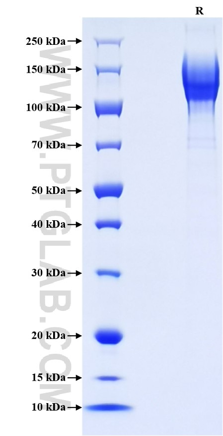 Purity of Recombinant Human CD45 was determined by SDS-PAGE. The protein was resolved in an SDS-PAGE in reducing (R) conditions and stained using Coomassie blue.