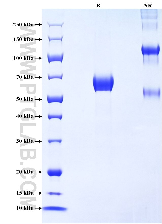 Purity of Recombinant Human EMR2 was determined by SDS-PAGE. The protein was resolved in an SDS-PAGE in reducing (R) and non-reducing (NR) conditions and stained using Coomassie blue.