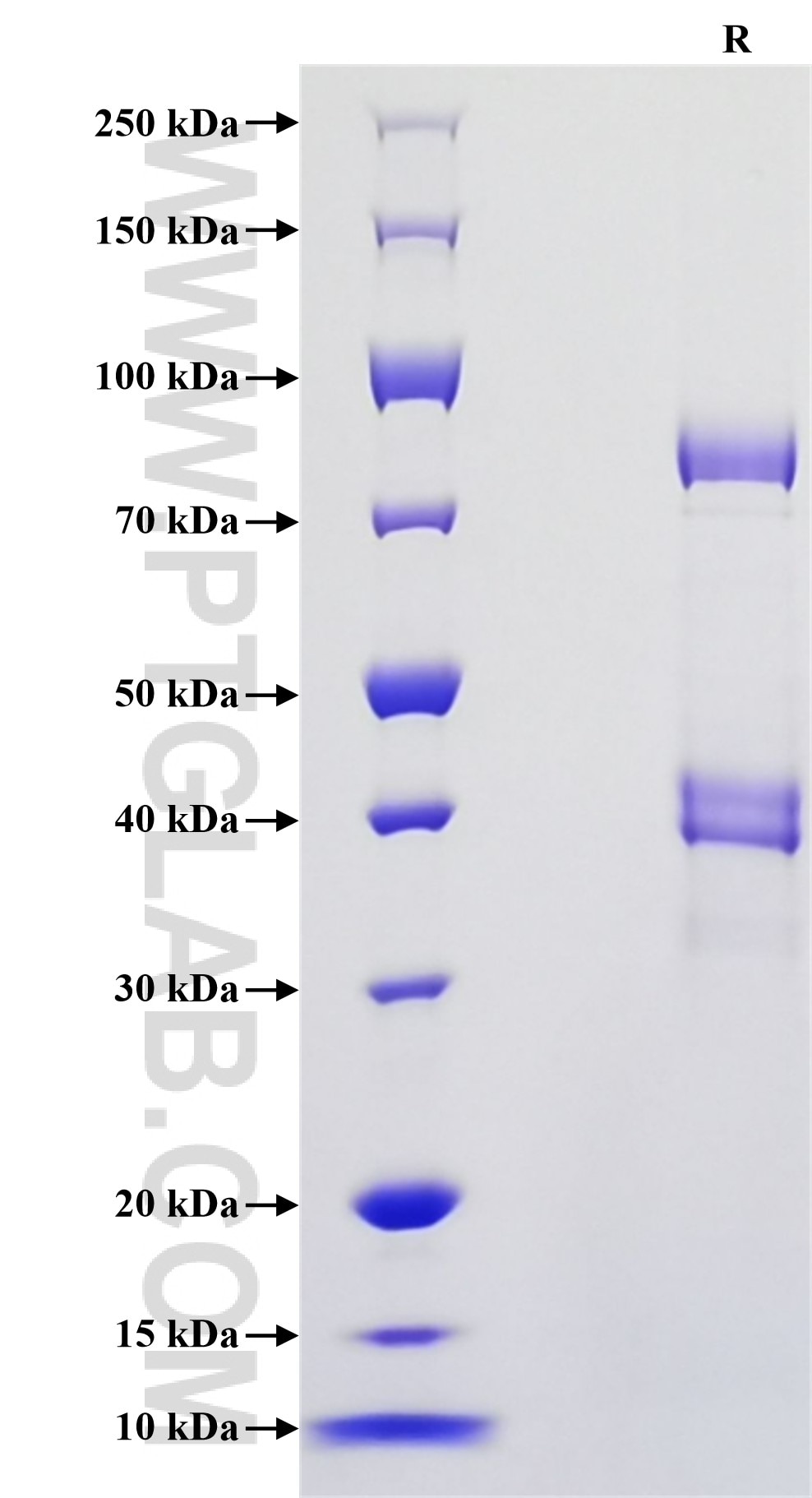 Purity of Recombinant Mouse BMP-9 was determined by SDS-PAGE. The protein was resolved in an SDS-PAGE in reducing (R) conditions and stained using Coomassie blue.