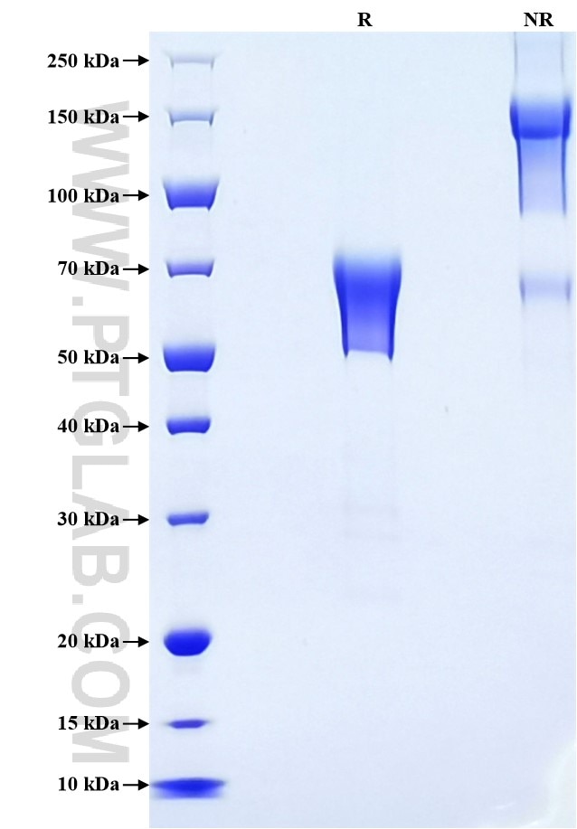 Purity of Recombinant Human B7-H6 was determined by SDS-PAGE. The protein was resolved in an SDS-PAGE in reducing (R) and non-reducing (NR) conditions and stained using Coomassie blue. Purity of Recombinant Human B7-H6 was determined by SDS-PAGE. The protein was resolved in an SDS-PAGE in reducing (R) and non-reducing (NR) conditions and stained using Coomassie blue.