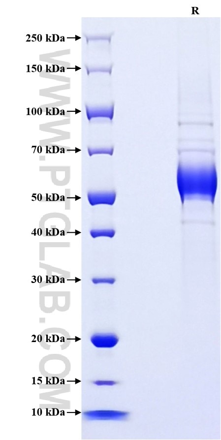 Purity of Recombinant Human NKG2A was determined by SDS-PAGE. The protein was resolved in an SDS-PAGE in reducing (R) conditions and stained using Coomassie blue.