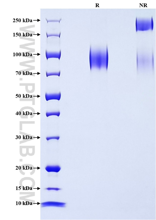 Purity of Recombinant Human CD107a was determined by SDS-PAGE. The protein was resolved in an SDS-PAGE in reducing (R) and non-reducing (NR) conditions and stained using Coomassie blue.