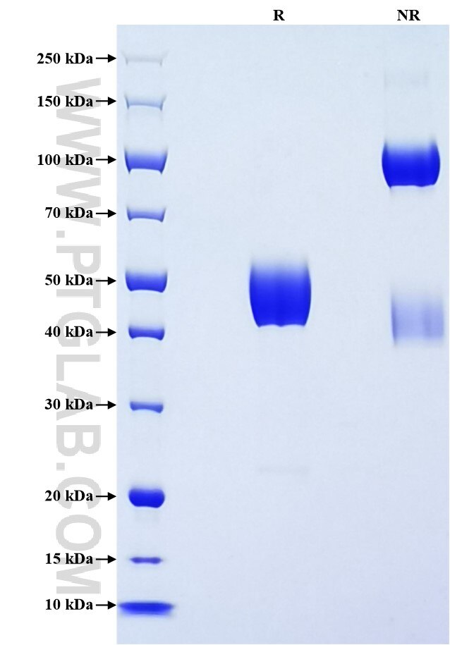 Purity of Recombinant Human NCR3 was determined by SDS-PAGE. The protein was resolved in an SDS-PAGE in reducing (R) and non-reducing (NR) conditions and stained using Coomassie blue. Purity of Recombinant Human NCR3 was determined by SDS-PAGE. The protein was resolved in an SDS-PAGE in reducing (R) and non-reducing (NR) conditions and stained using Coomassie blue.