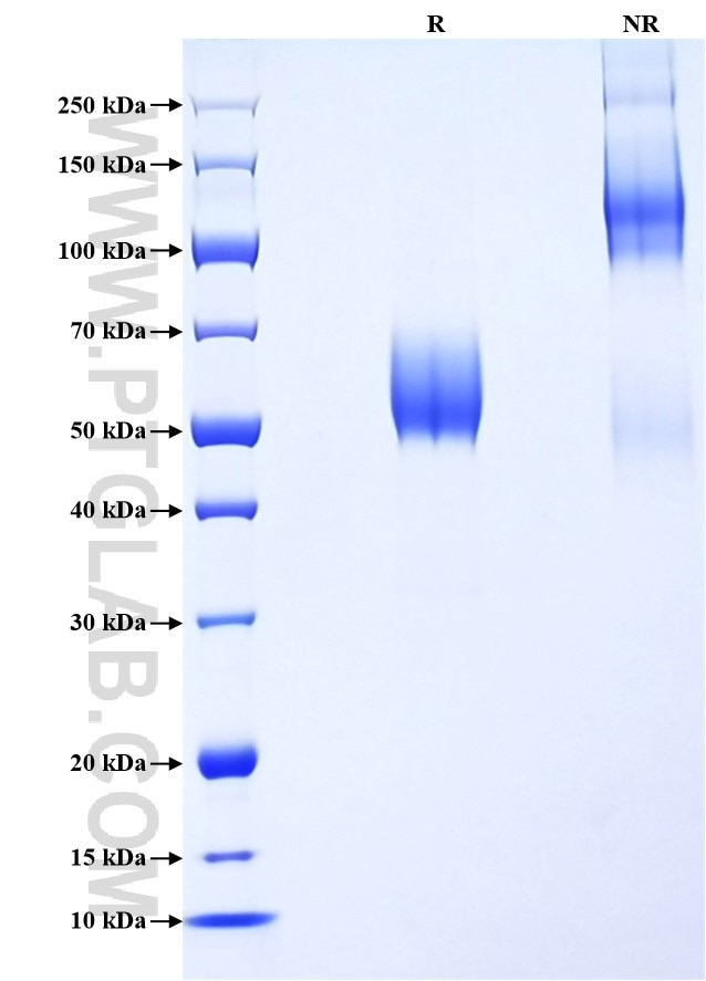 Purity of Recombinant Human CD300A was determined by SDS-PAGE. The protein was resolved in an SDS-PAGE in reducing (R) and non-reducing (NR) conditions and stained using Coomassie blue.