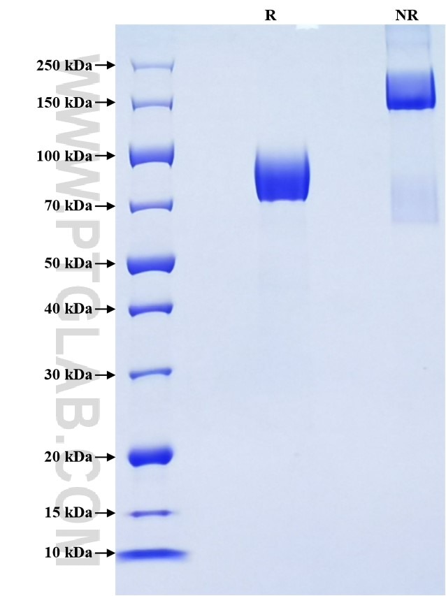 Purity of Recombinant Human Nectin 3 was determined by SDS-PAGE. The protein was resolved in an SDS-PAGE in reducing (R) and non-reducing (NR) conditions and stained using Coomassie blue.