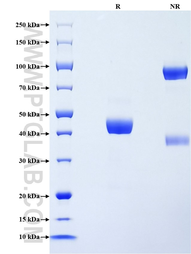 Purity of Recombinant Mouse CD302 was determined by SDS-PAGE. The protein was resolved in an SDS-PAGE in reducing (R) and non-reducing (NR) conditions and stained using Coomassie blue. Purity of Recombinant Mouse CD302 was determined by SDS-PAGE. The protein was resolved in an SDS-PAGE in reducing (R) and non-reducing (NR) conditions and stained using Coomassie blue.
