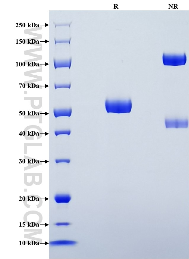 Purity of Recombinant Mouse JAM-3 was determined by SDS-PAGE. The protein was resolved in an SDS-PAGE in reducing (R) and non-reducing (NR) conditions and stained using Coomassie blue.