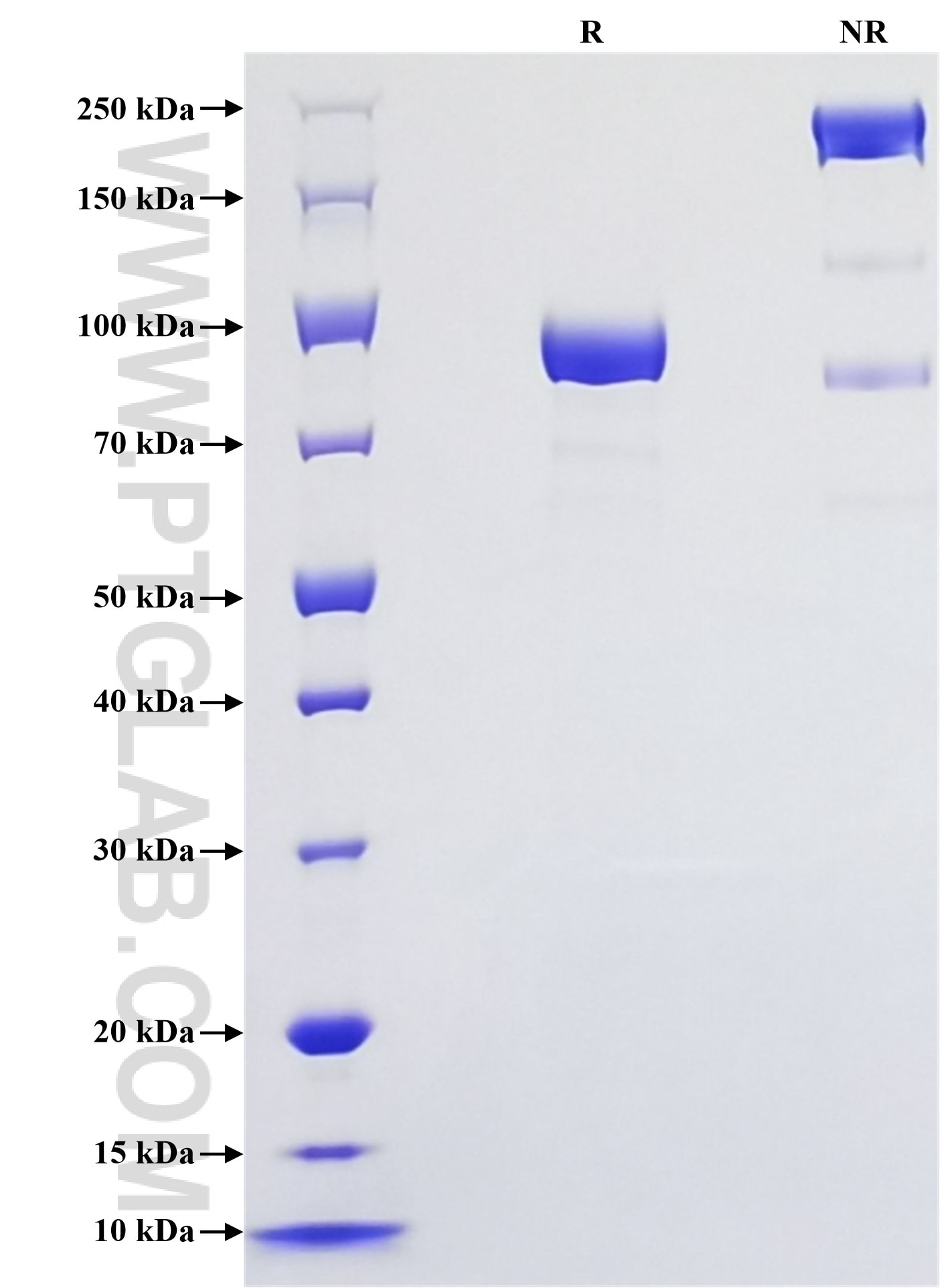 Purity of Recombinant Human IGSF8 was determined by SDS-PAGE. The protein was resolved in an SDS-PAGE in reducing (R) and non-reducing (NR) conditions and stained using Coomassie blue.