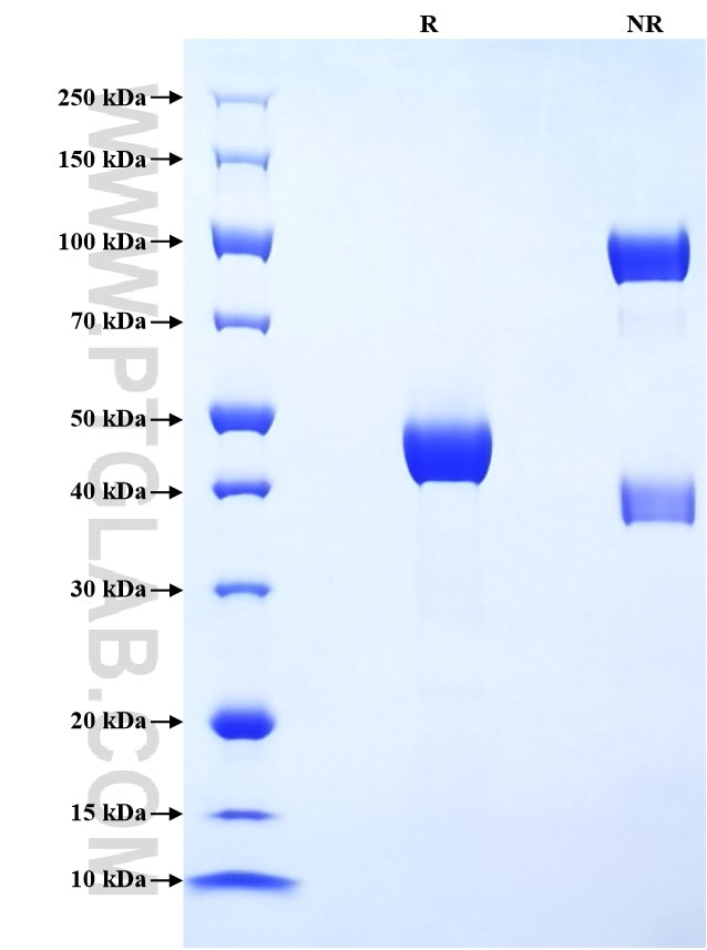 Purity of Recombinant Human CD302 was determined by SDS-PAGE. The protein was resolved in an SDS-PAGE in reducing (R) and non-reducing (NR) conditions and stained using Coomassie blue.