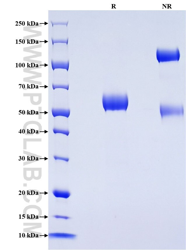 Purity of Recombinant Mouse SLAMF7 was determined by SDS-PAGE. The protein was resolved in an SDS-PAGE in reducing (R) and non-reducing (NR) conditions and stained using Coomassie blue.