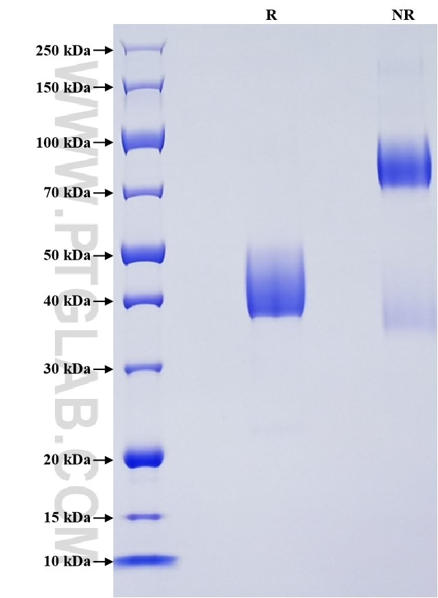 Purity of Recombinant Mouse CD53 was determined by SDS-PAGE. The protein was resolved in an SDS-PAGE in reducing (R) and non-reducing (NR) conditions and stained using Coomassie blue.