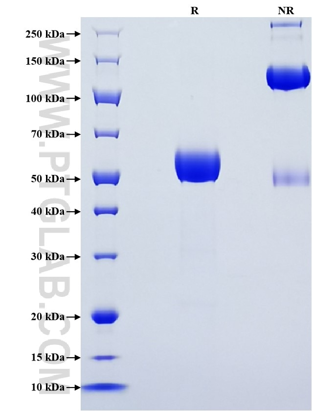 Purity of Recombinant Mouse MGL1 was determined by SDS-PAGE. The protein was resolved in an SDS-PAGE in reducing (R) and non-reducing (NR) conditions and stained using Coomassie blue.