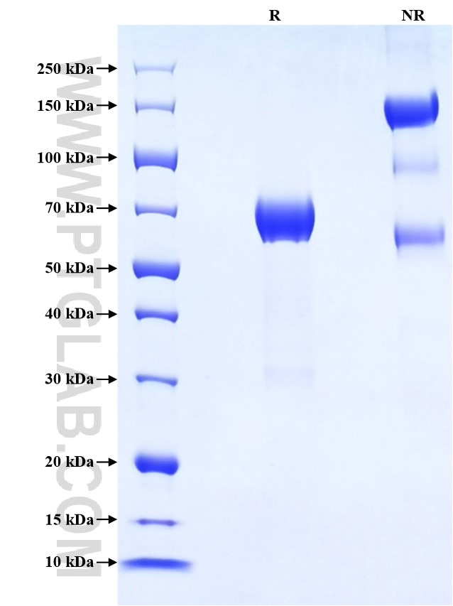 Purity of Recombinant Human KIR2DL3 was determined by SDS-PAGE. The protein was resolved in an SDS-PAGE in reducing (R) and non-reducing (NR) conditions and stained using Coomassie blue.