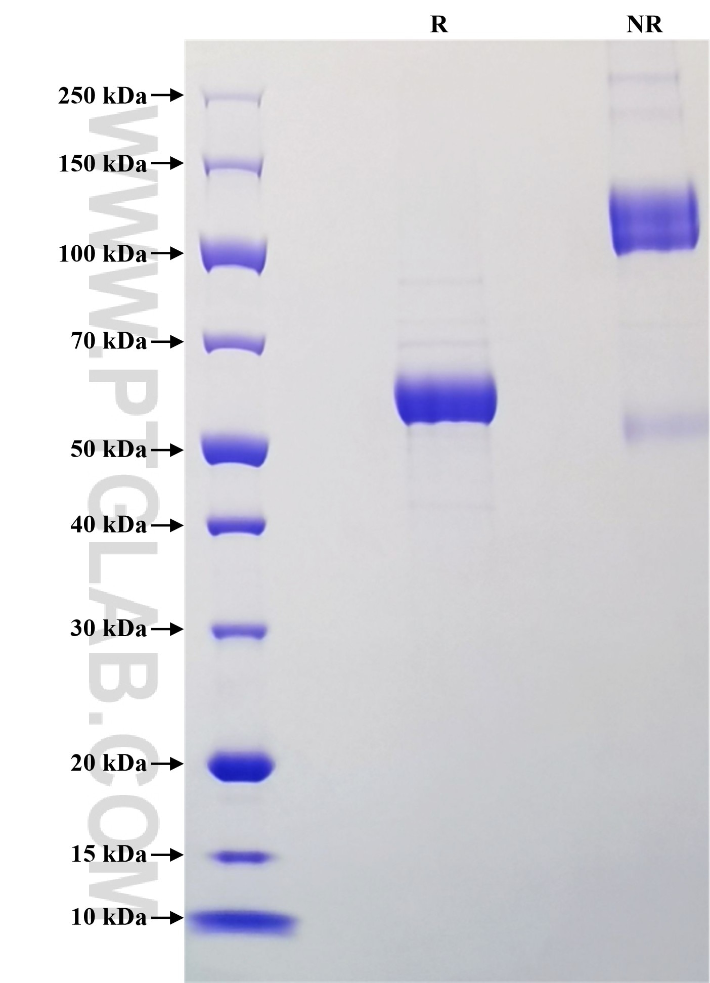 Purity of Recombinant Mouse CD72 was determined by SDS-PAGE. The protein was resolved in an SDS-PAGE in reducing (R) and non-reducing (NR) conditions and stained using Coomassie blue.