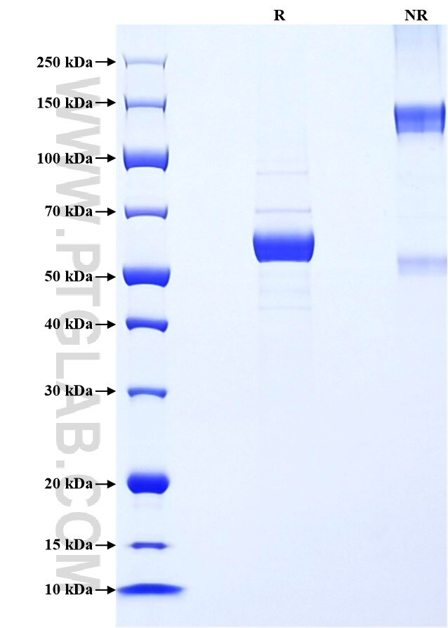 Purity of Recombinant Mouse Epor was determined by SDS-PAGE. The protein was resolved in an SDS-PAGE in reducing (R) and non-reducing (NR) conditions and stained using Coomassie blue.