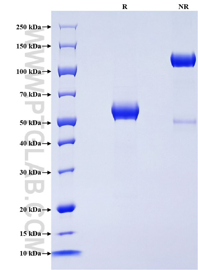 Purity of Recombinant Mouse CLEC12A was determined by SDS-PAGE. The protein was resolved in an SDS-PAGE in reducing (R) and non-reducing (NR) conditions and stained using Coomassie blue.