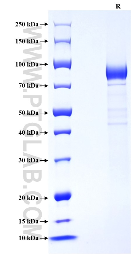 Purity of Recombinant Mouse Siglec-12 was determined by SDS-PAGE. The protein was resolved in an SDS-PAGE in reducing (R) conditions and stained using Coomassie blue.