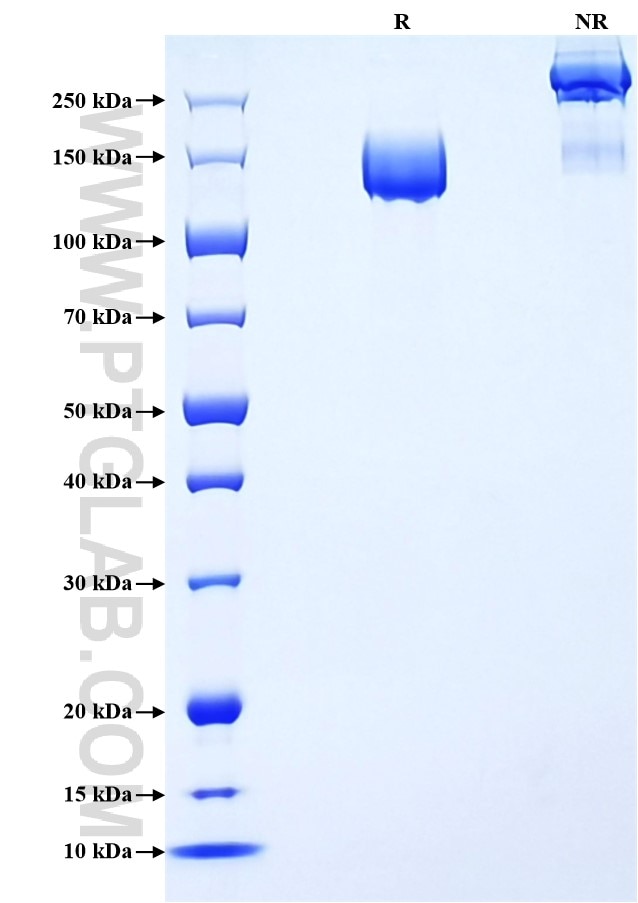 Purity of Recombinant Human ENPEP was determined by SDS-PAGE. The protein was resolved in an SDS-PAGE in reducing (R) and non-reducing (NR) conditions and stained using Coomassie blue.