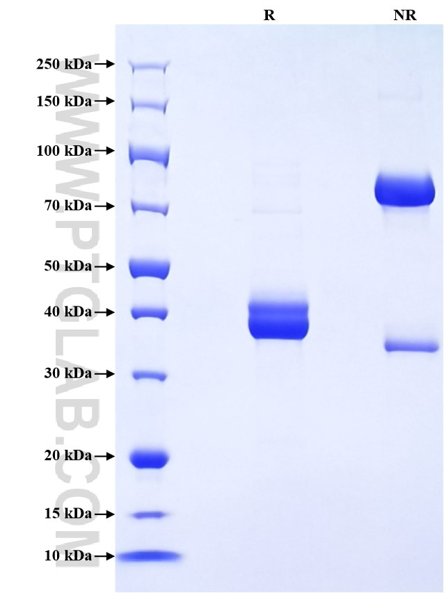 Purity of Recombinant Mouse Galanin was determined by SDS-PAGE. The protein was resolved in an SDS-PAGE in reducing (R) and non-reducing (NR) conditions and stained using Coomassie blue.