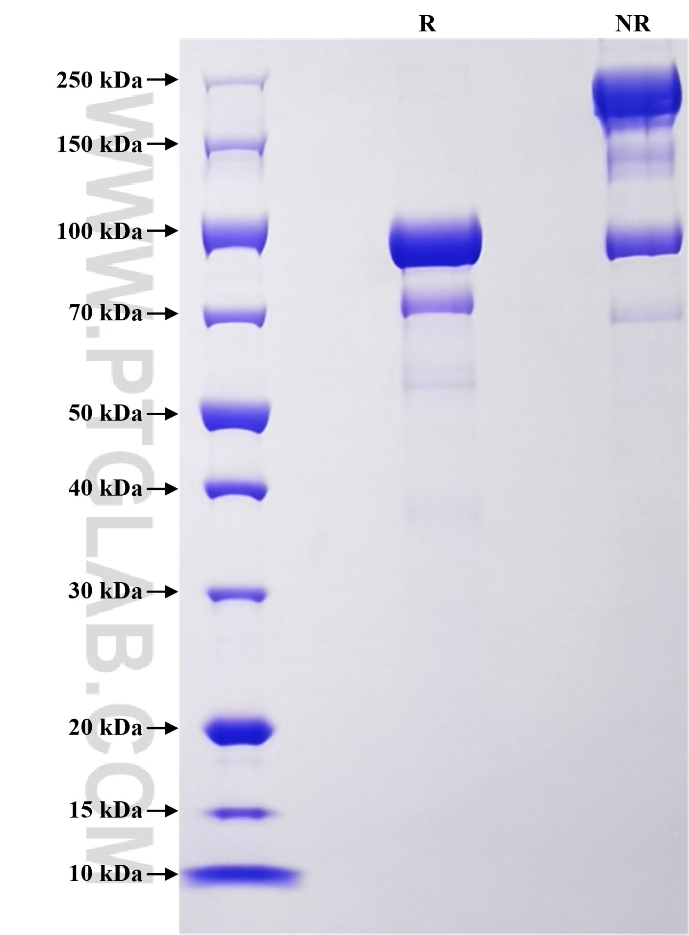 Purity of Recombinant Mouse Chromogranin A was determined by SDS-PAGE. The protein was resolved in an SDS-PAGE in reducing (R) and non-reducing (NR) conditions and stained using Coomassie blue.