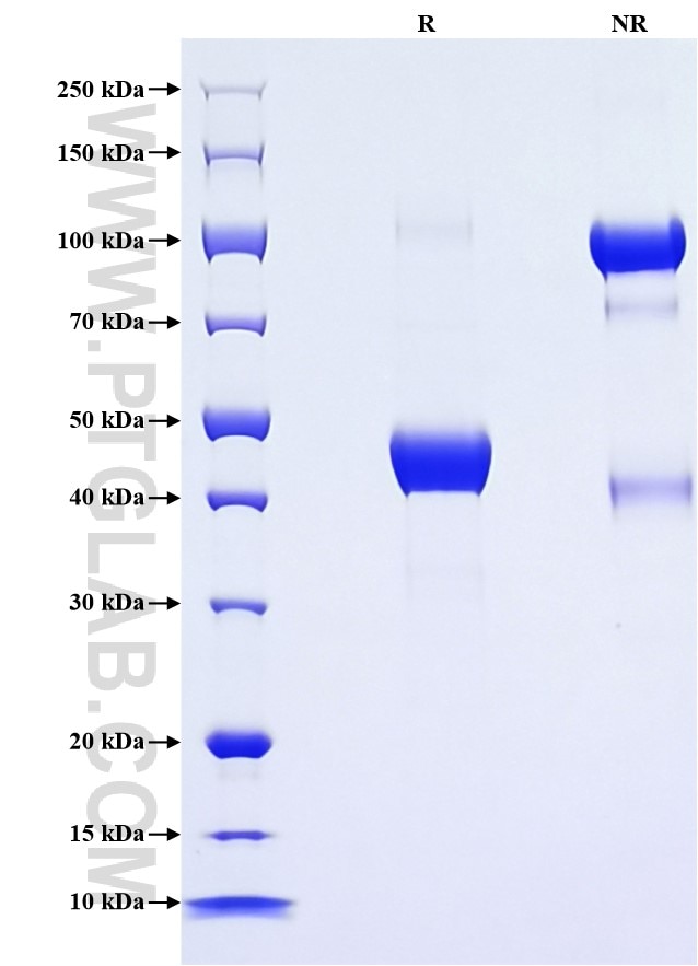 Purity of Recombinant Mouse CXCL15 was determined by SDS-PAGE. The protein was resolved in an SDS-PAGE in reducing (R) and non-reducing (NR) conditions and stained using Coomassie blue.