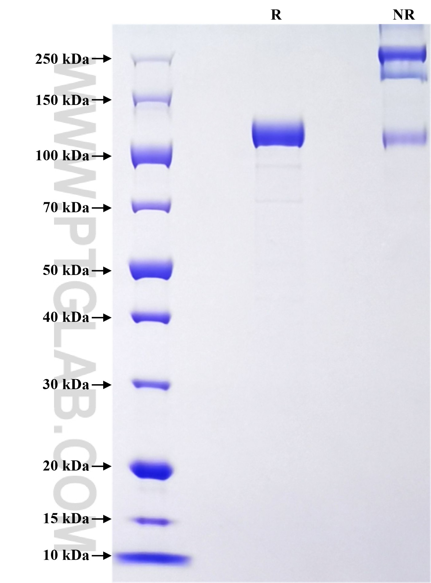 Purity of Recombinant Mouse SEMA4G was determined by SDS-PAGE. The protein was resolved in an SDS-PAGE in reducing (R) and non-reducing (NR) conditions and stained using Coomassie blue. Purity of Recombinant Mouse SEMA4G was determined by SDS-PAGE. The protein was resolved in an SDS-PAGE in reducing (R) and non-reducing (NR) conditions and stained using Coomassie blue.